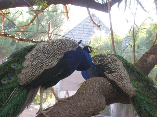 Peacocks